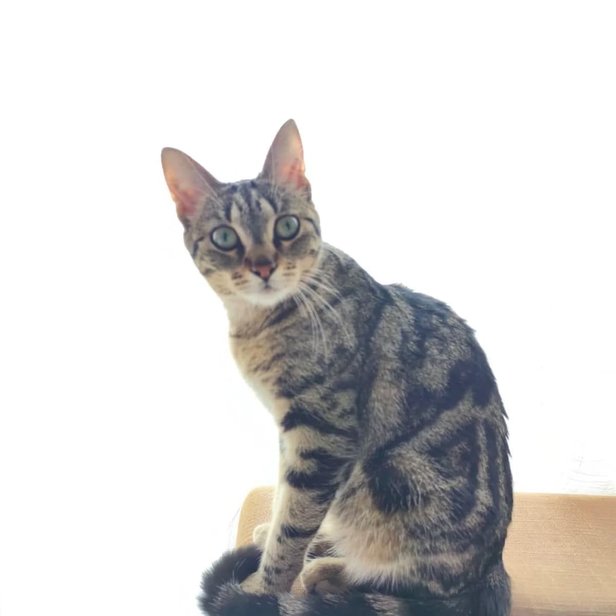 Photo de Coco