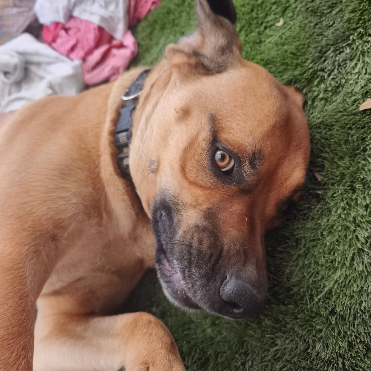 Photo de Rex