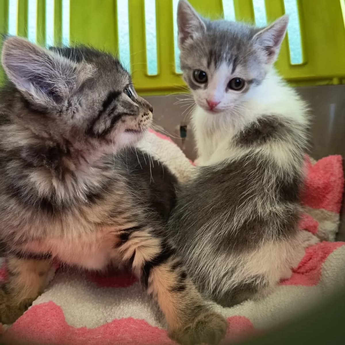 Photo de Les deux sœurs