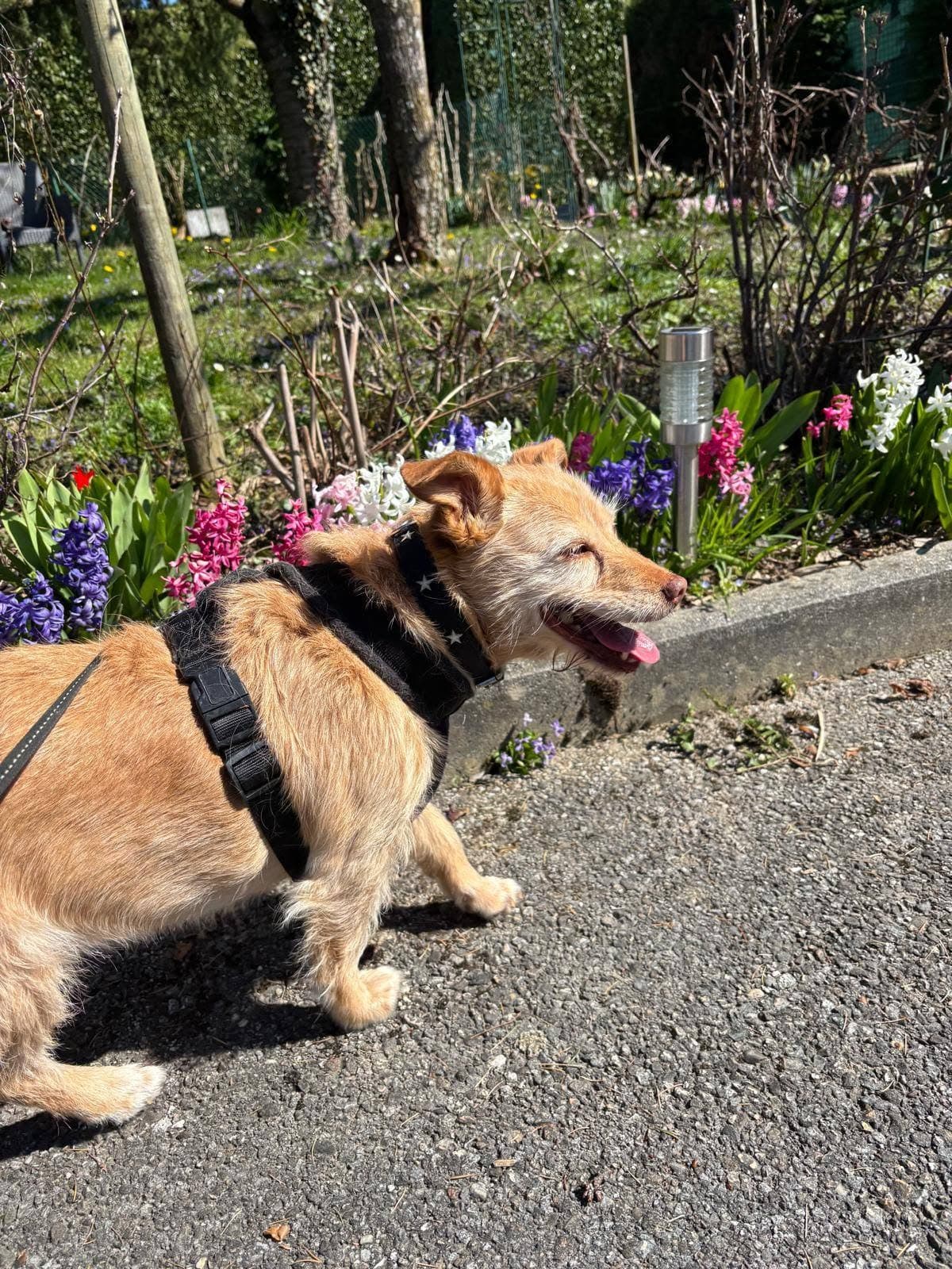 Daisy en Suisse, en promenade dans un jardin au printemps